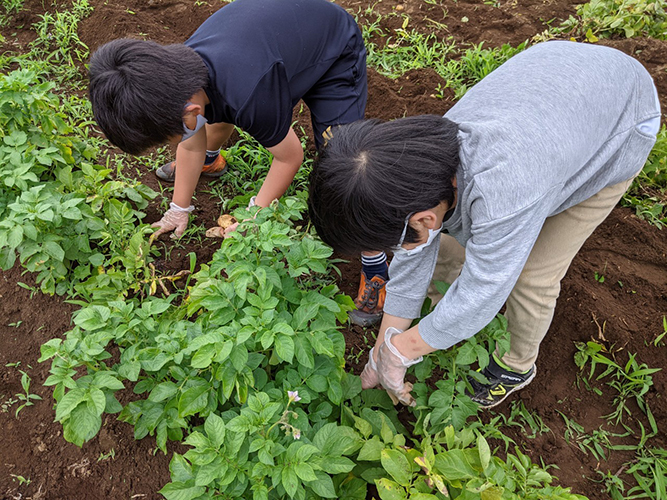 amiseedの様子